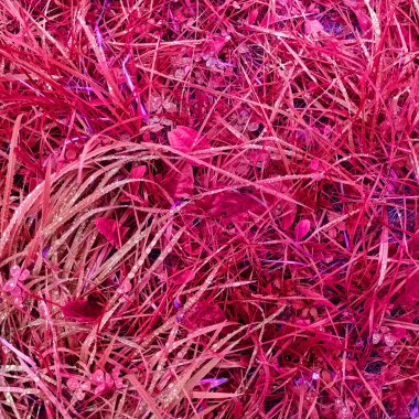 Pembe botanik çekimin soyut arkaplanı