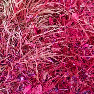 Pembe botanik çekimin soyut arkaplanı