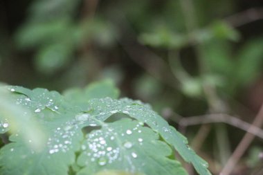 yeşil yapraklar, bitkiler ve yapraklar