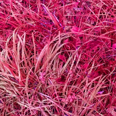 Pembe botanik çekimin soyut arkaplanı