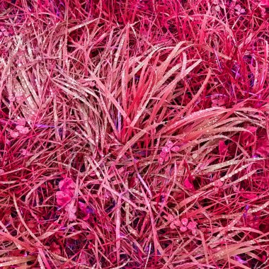 Pembe botanik çekimin soyut arkaplanı