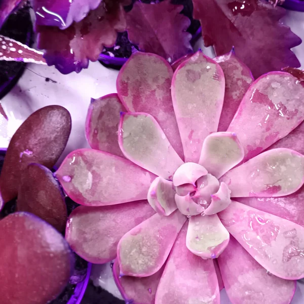 Abstrakcyjne Tło Różowego Zdjęcia Botanicznego — Zdjęcie stockowe