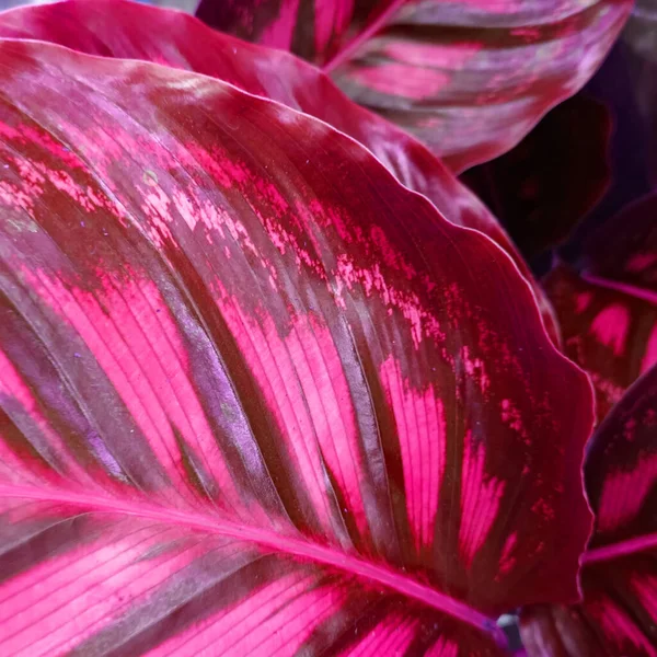 Abstracte Achtergrond Van Roze Botanische Shot — Stockfoto