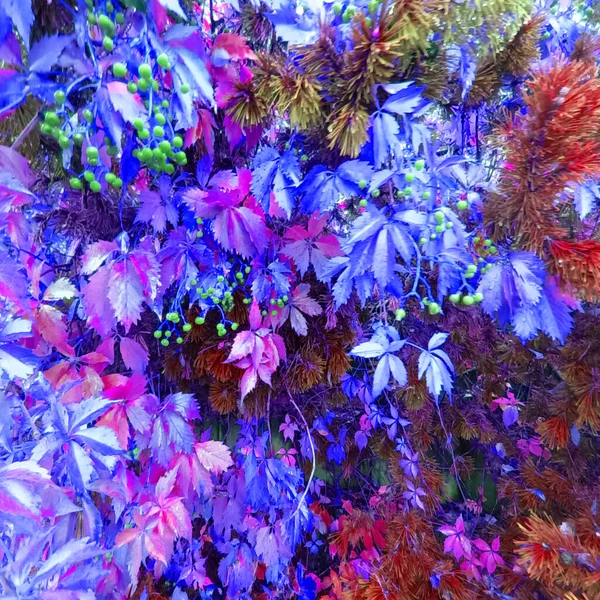 Абстрактний Фон Рожевого Ботанічного Дробу — стокове фото