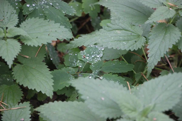 Feuilles Vertes Une Plante — Photo