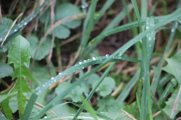 Groen Gras Met Dauwdruppels — Stockfoto