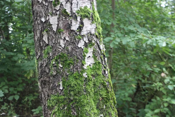 Zelená Kůra Stromu Lese — Stock fotografie