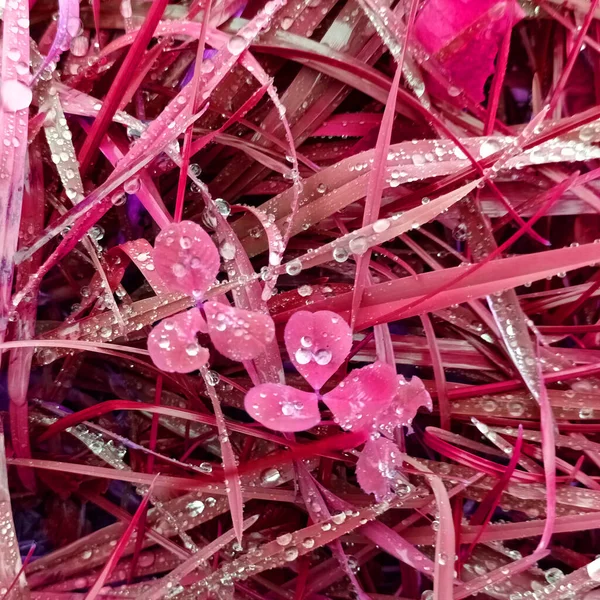 Abstract Background Pink Botanical Shot — Stock Photo, Image