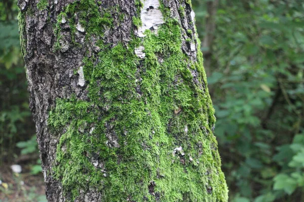 Corteccia Albero Nella Foresta — Foto Stock