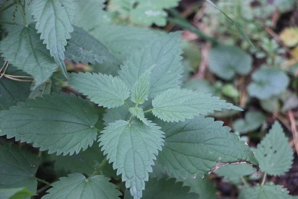 若い植物を持つブッシュの緑の葉 — ストック写真