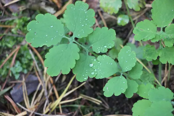 Ormanda yeşil yapraklar