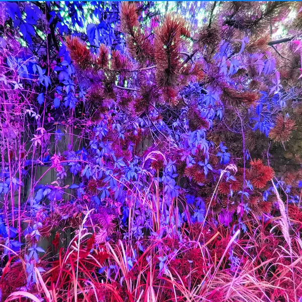 Абстрактный Фон Розового Ботанического Кадра — стоковое фото