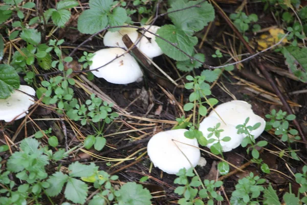 White Mushrooms Forest — Stock Photo, Image