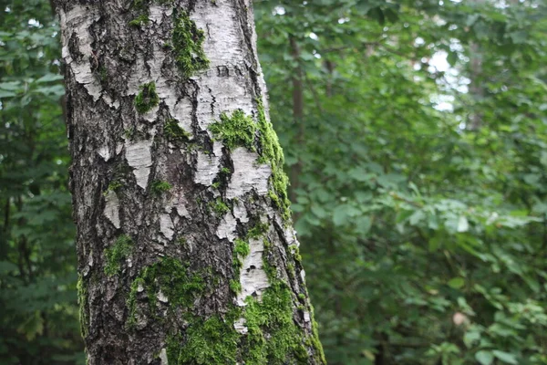 Grüne Baumrinde Wald — Stockfoto