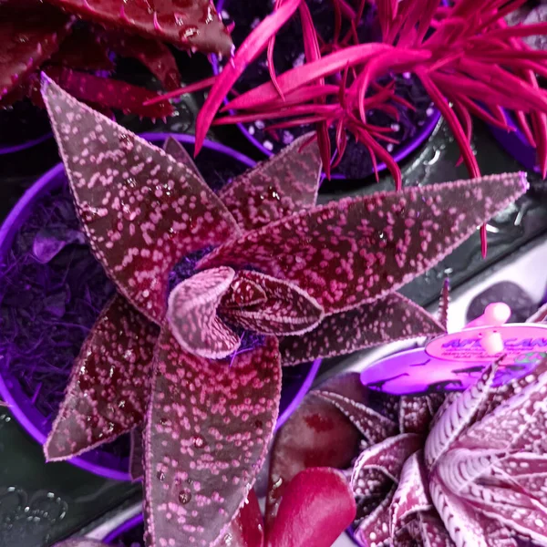 ピンクの植物画の抽象的な背景 — ストック写真