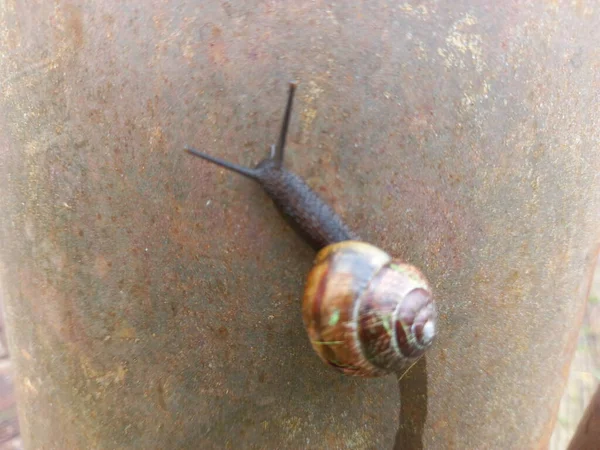 Caracol Vista Cerca — Foto de Stock