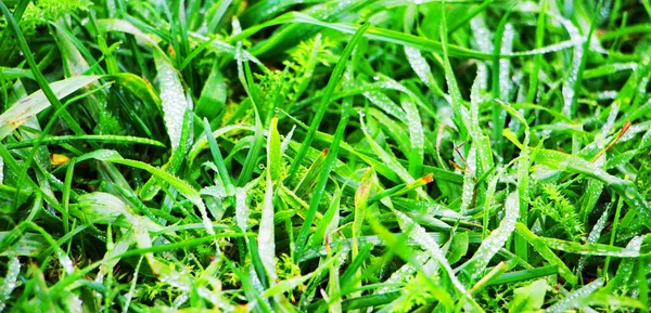 Close View Green Grass Texture Background — Stock Photo, Image