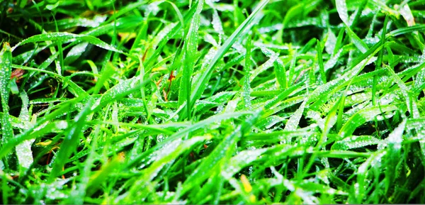 Close View Green Grass Texture Background — Stock Photo, Image