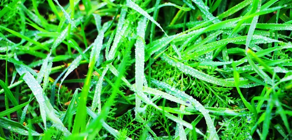 Närbild Grönt Gräs Textur Bakgrund — Stockfoto