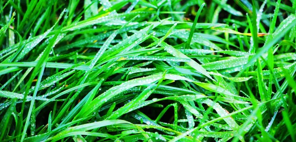 Close View Green Grass Texture Background — Stock Photo, Image