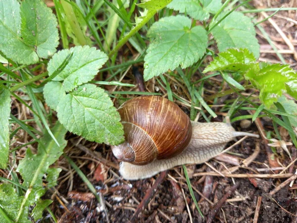 蜗牛近景 — 图库照片