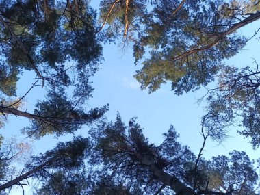 Gündüzleri ormanda güzel bir sonbahar.