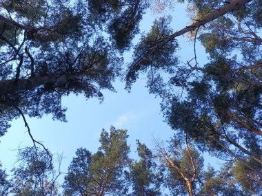 Gündüzleri ormanda güzel bir sonbahar.