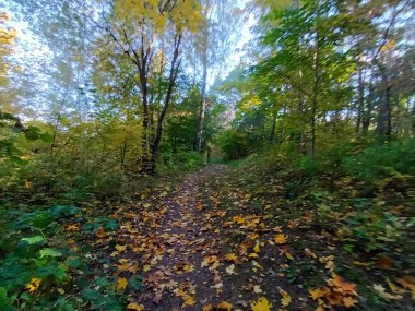 Gündüzleri ormanda güzel bir sonbahar.