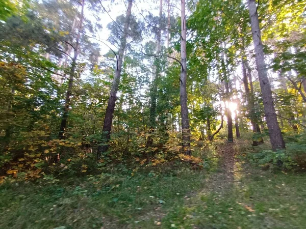 美丽的秋天 在森林里的白昼 — 图库照片