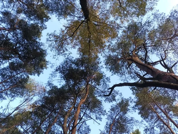 Gyönyörű Ősz Erdőben Nappal — Stock Fotó
