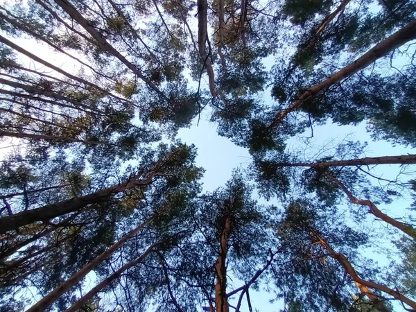 Bellissimo Autunno Nella Foresta Giorno — Foto Stock