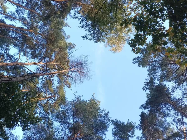 Vacker Höst Skogen Dagen — Stockfoto