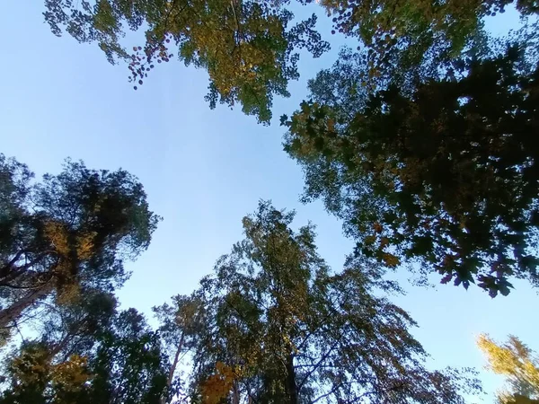 Schöner Herbst Wald Bei Tag — Stockfoto