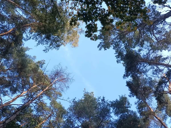 Bel Automne Dans Forêt Jour — Photo