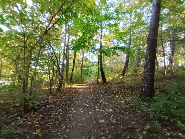 森の中の美しい秋 — ストック写真