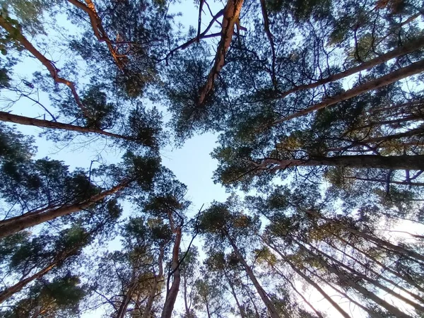 Bel Automne Dans Forêt Jour — Photo