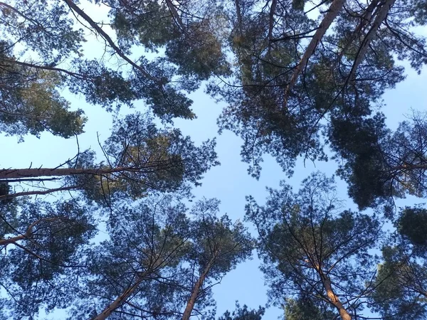 Bel Automne Dans Forêt Jour — Photo