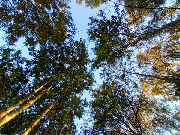 森の中の美しい秋 — ストック写真
