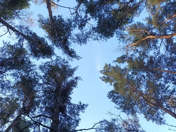 Vacker Höst Skogen Dagen — Stockfoto