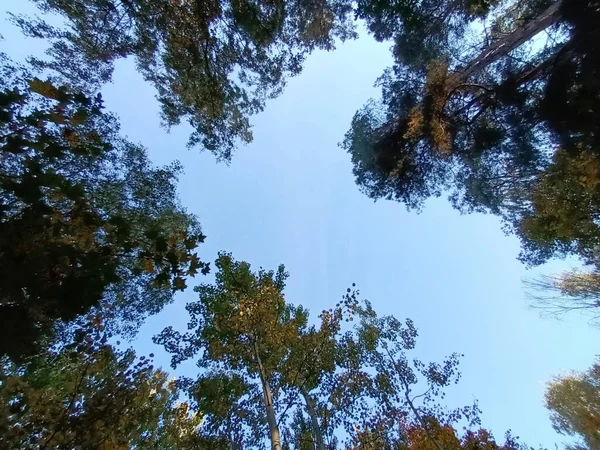 Schöner Herbst Wald Bei Tag — Stockfoto