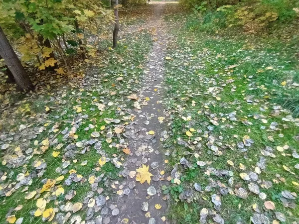 Красивая Осень Лесу Днем — стоковое фото