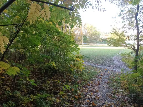 Bel Automne Dans Forêt Jour — Photo