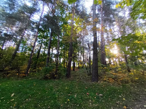 Prachtige Herfst Het Bos Dag — Stockfoto