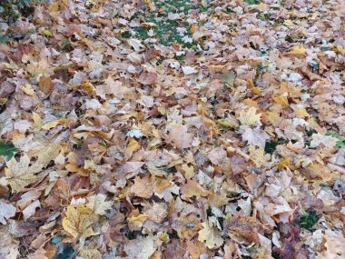 Çimlerin üzerinde donmuş yapraklar