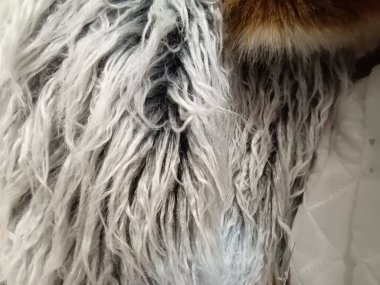 Sonbahar ağaçları, doğa arka plan kavramı