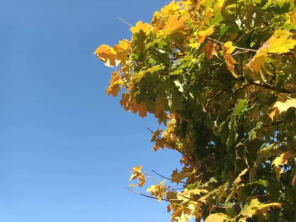 Árvores Outono Conceito Fundo Natureza — Fotografia de Stock