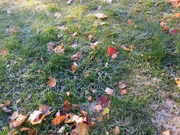 Feuilles Gelées Tombées Sur Vue Herbe — Photo