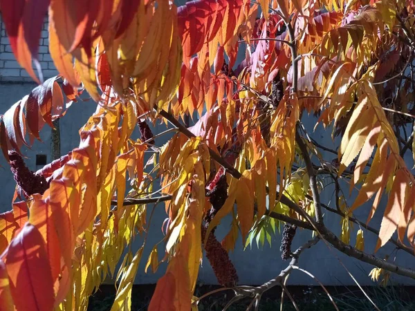 Árvores Outono Conceito Fundo Natureza — Fotografia de Stock