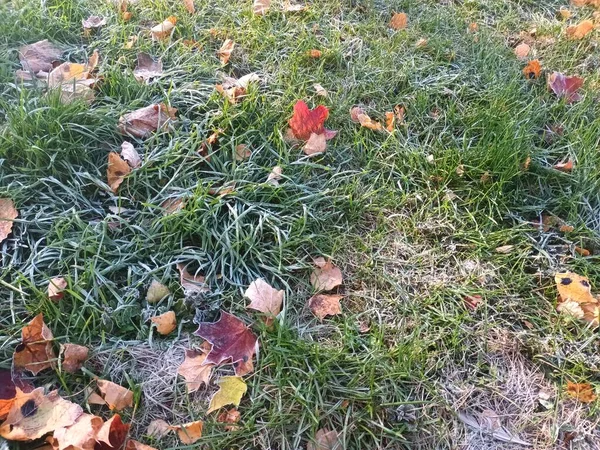 Feuilles Gelées Tombées Sur Vue Herbe — Photo