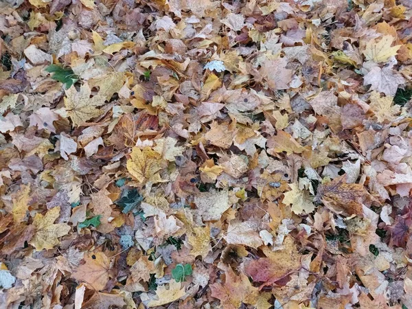 Zmrazené Spadlé Listí Travnatém Výhledu — Stock fotografie